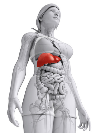Illustration of Female liver anatomyの写真素材