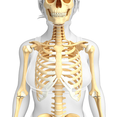 Illustration of human front view skeletonの写真素材
