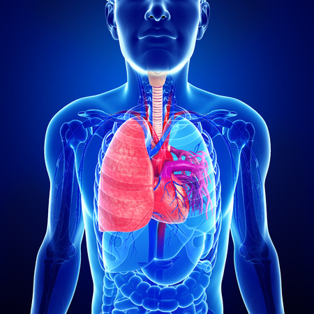 Illustration of male lungs anatomyの写真素材