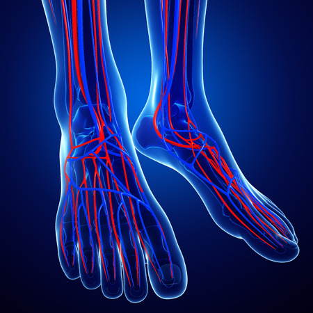 Illustration of Foot circulatory systemの写真素材