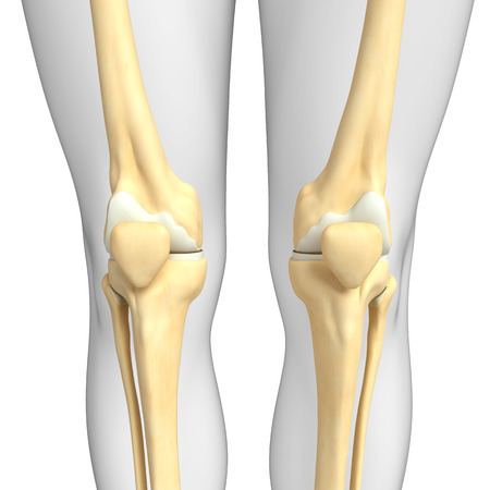 Illustration of human knee artworkの写真素材