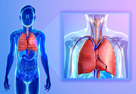Illustration of human lungs anatomyの写真素材