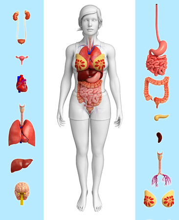 Illustration of female organの写真素材