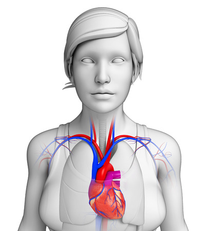 Illustration of Female heart anatomyの写真素材