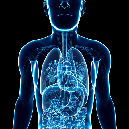 Illustration of male x-ray respiratory ststem artworkの写真素材