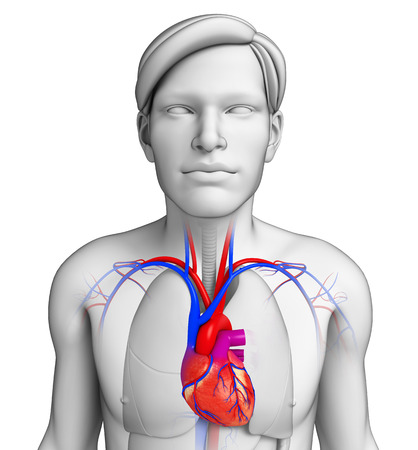 Illustration of Male heart anatomyの写真素材