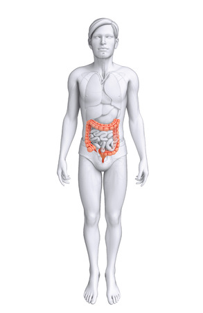 Illustration of Male large intestine anatomyの写真素材