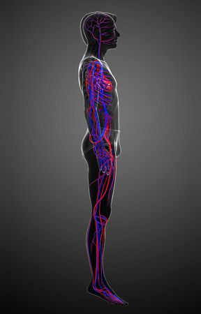 Illustration of Male circulatory systemの写真素材