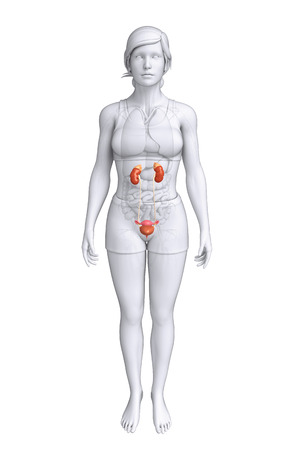 Illustration of Female urinary systemの写真素材