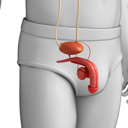 illustration of male urinary systemの写真素材
