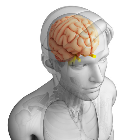 Illustration of human brain anatomyの写真素材