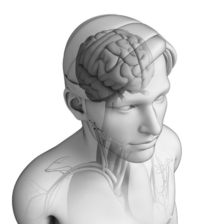 Illustration of human head anatomyの写真素材