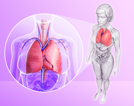 Illustration of human lungs anatomyの写真素材