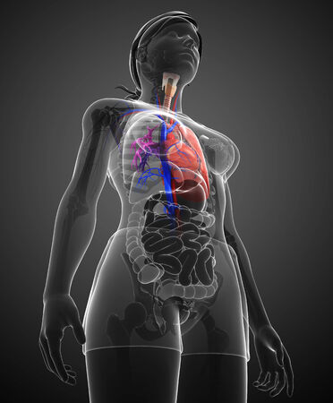 Illustration of male lungs anatomyの写真素材