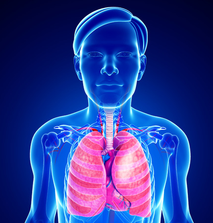 Illustration of male lungs anatomyの写真素材