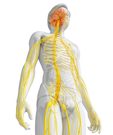 Illustration of Male nervous system artworkの写真素材