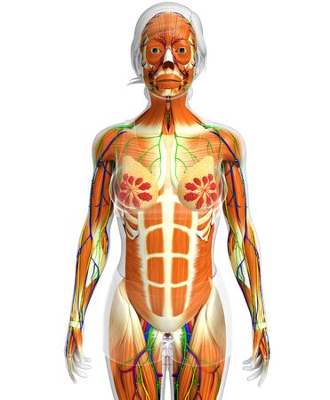 3d rendered illustration of female muscles anatomyの写真素材