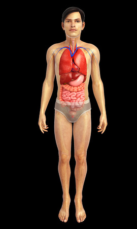 3d rendered illustration of digestive system artwork 3d rendered illustration of digestive system artwork