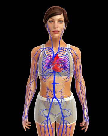 3d rendered illustration of female heart anatomyの写真素材