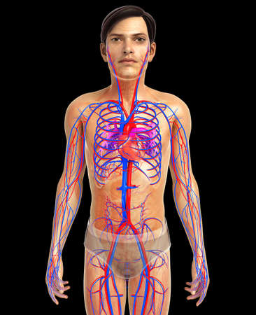 3d rendered illustration of male heart anatomyの写真素材