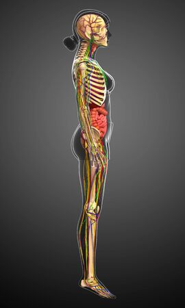 illustration of Lymphatic, skeletal, nervous and circulatory system of femaleの写真素材