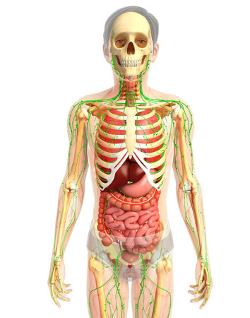 3d rendered illustration of male digestive systemの写真素材