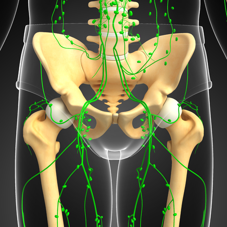 Illustration of human skeleton with lymphatic systemの写真素材