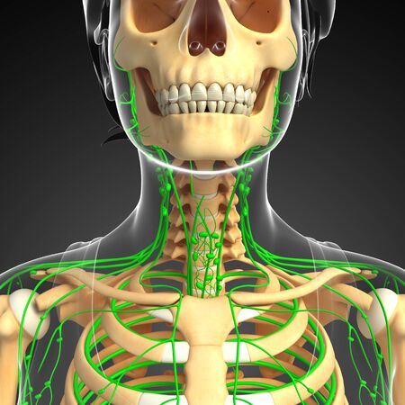 Illustration of Female skeleton with lymphatic systemの写真素材