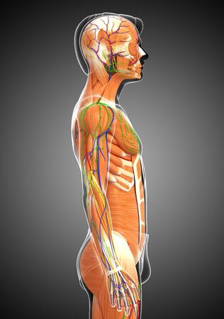 3d rendered illustration of male muscles anatomyの写真素材