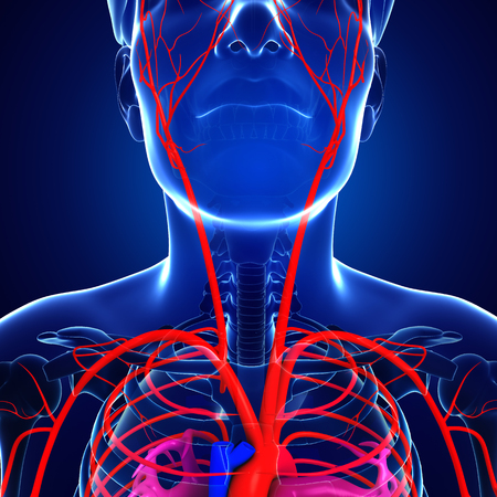 3d rendered illustration of male arterial systemの写真素材