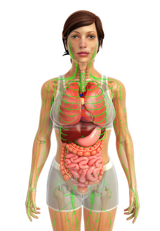 3d rendered illustration of female digestive systemの写真素材