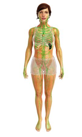 3d rendered illustration of female lymphatic systemの写真素材