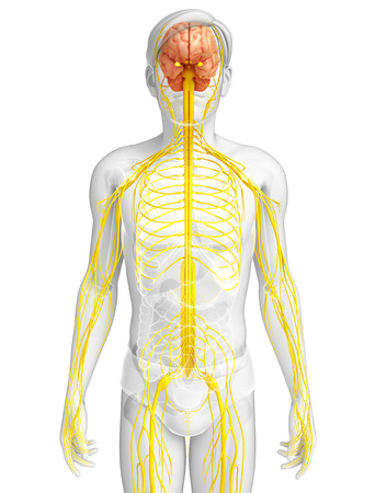 Illustration of Male nervous system artworkの写真素材