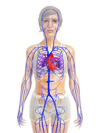 3d rendered illustration of female heart anatomyの写真素材