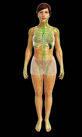 3d rendered illustration of female lymphatic systemの写真素材