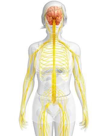 Illustration of Female nervous system artworkの写真素材