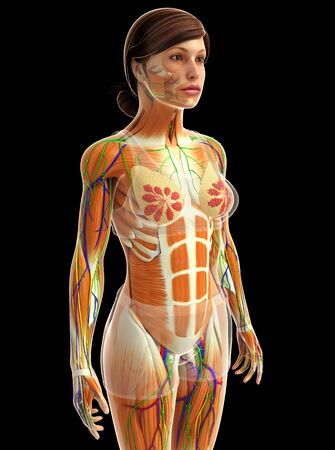 3d rendered illustration of female muscles anatomyの写真素材
