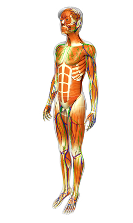 3d rendered illustration of male muscles anatomyの写真素材