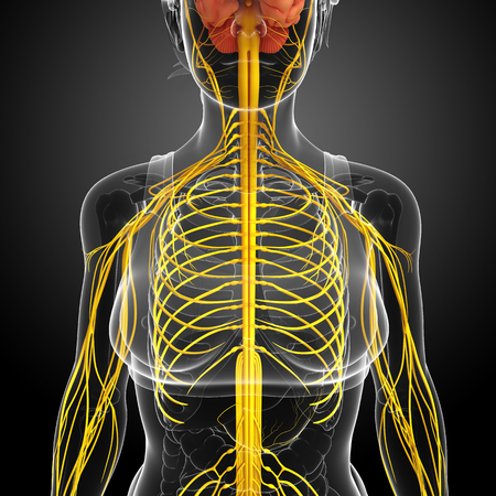 Illustration of Female nervous system artworkの写真素材
