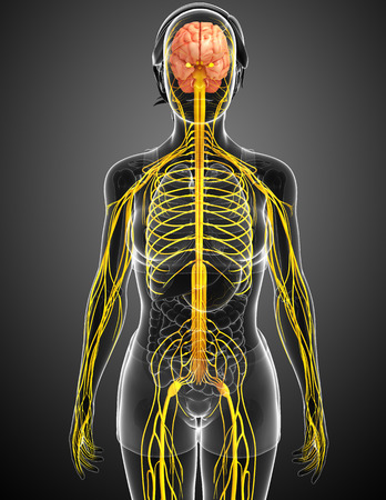 Illustration of Female nervous system artworkの写真素材