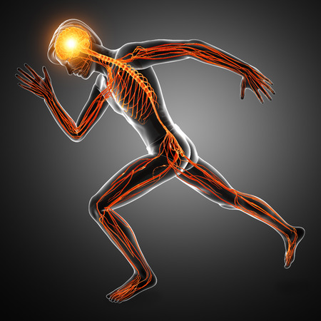 3d Illustration of Human Nervous Systemの写真素材
