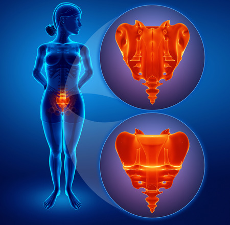 3d illustration of sacrum bone painの写真素材