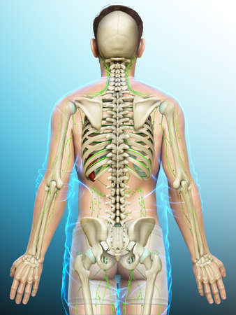 3d rendered medically accurate illustration of a male lymphatic system