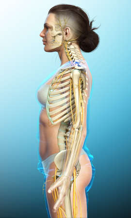 3d rendered medically accurate illustration ofa female nervous system and skeleton systemの写真素材