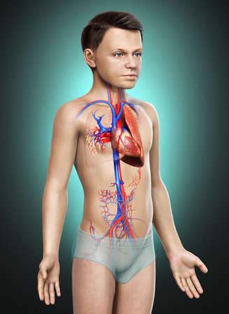 3d rendered, medically accurate illustration of a young boy lung anatomy