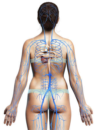 3d rendered medically accurate illustration of a female Veins anatomyの写真素材