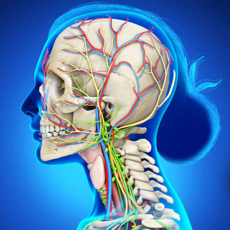 3d rendering medical illustration of Female head anatomy for educationの写真素材