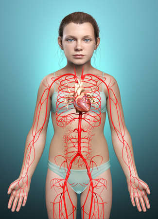 3d rendered medically accurate illustration of a female Veins anatomyの写真素材