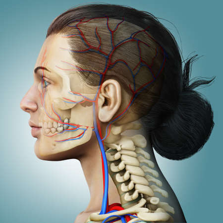 3d rendered medically accurate illustration of a female Veins anatomyの写真素材