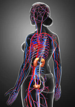 3d rendered, medically accurate illustration of the female kidneys and circulatory systemの写真素材